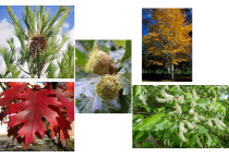 Tree and Shrub Packs